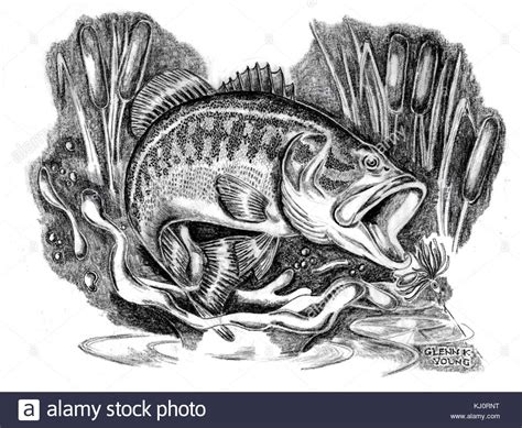 drawings of largemouth bass|large mouth bass line drawing.